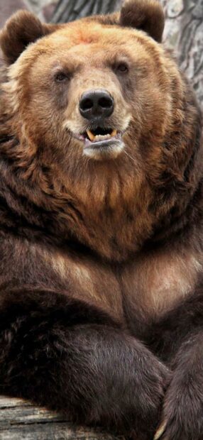 Close up of a grizzly bear resting on a log showing its fur and face