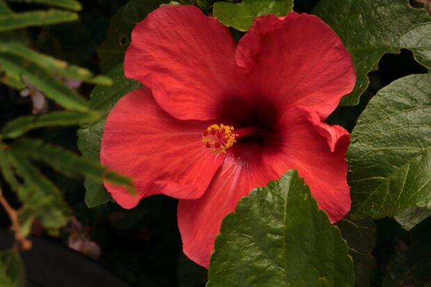 A vibrant red hibiscus flower surrounded by green leaves in a lush garden setting