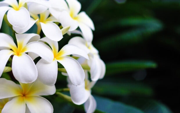 Close up of blooming Hawaiian flower with white petals and yellow centers in nature setting