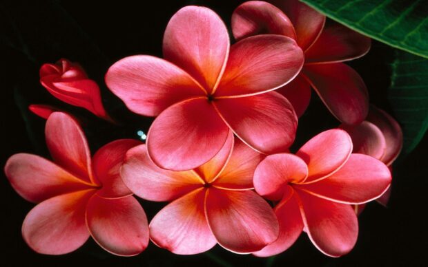 Close up of Hawaiian flower petals with vibrant pink and orange colors