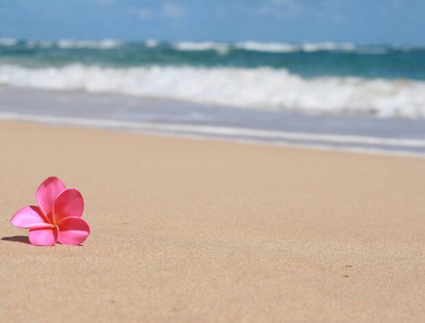 Pink Hawaiian flower resting on sandy beach with ocean waves in background