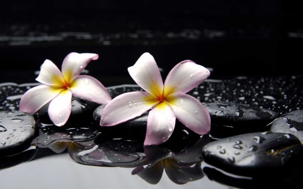 Two Hawaiian flower blossoms resting on wet black stones and reflecting in water