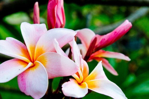 A close up of Hawaiian flower showing delicate petals in pink and yellow hues