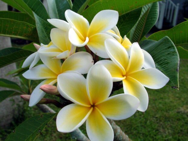 A close up of Hawaiian flower blossoms with lush green leaves in the background