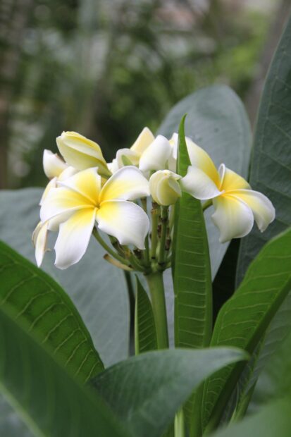 A cluster of Hawaiian flower blooms surrounded by green leaves in natural light