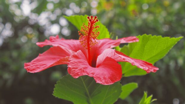 Close up of a bright hibiscus flower surrounded by green foliage in natural light
