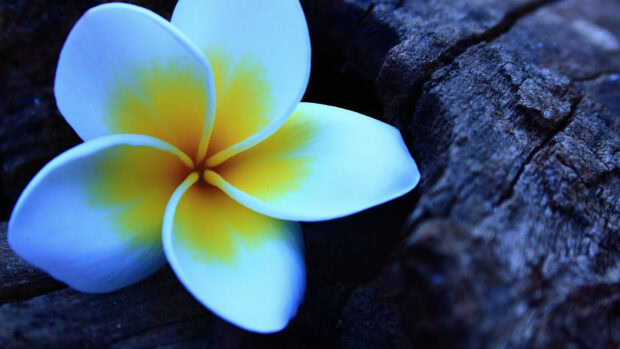 Close up of Hawaiian flower on dark textured wood surface