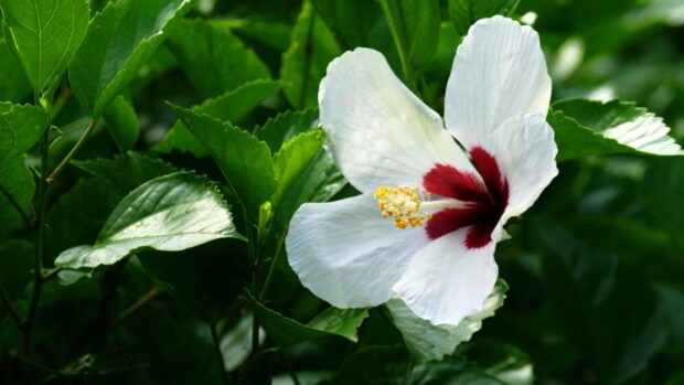 White hibiscus flower surrounded by green leaves in a lush garden