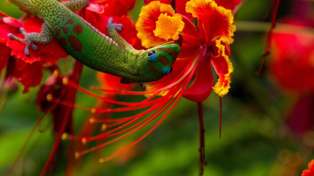 A green gecko resting on vibrant Hawaiian flower petals with red and yellow hues