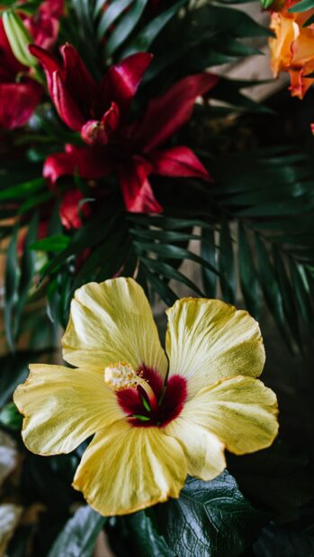 A yellow hibiscus flower with red center surrounded by green leaves and red blooms
