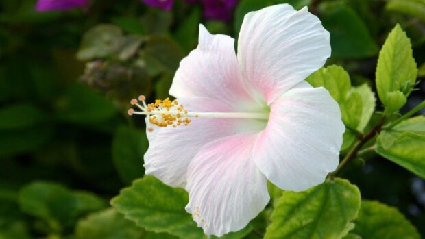 A delicate Hawaiian flower blooming with soft pink petals surrounded by green foliage