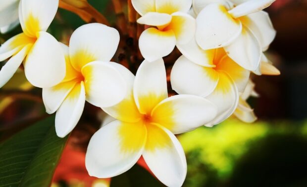 Close up of Hawaiian flower with white and yellow petals on green leaves