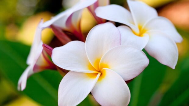 Close up of Hawaiian flower with white petals and yellow center in nature