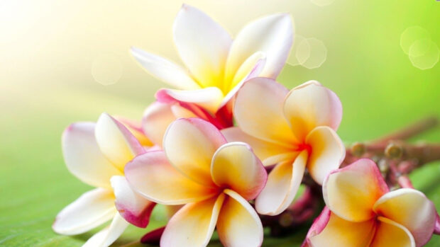 Close up of plumeria flowers with vibrant colors on a green leaf background