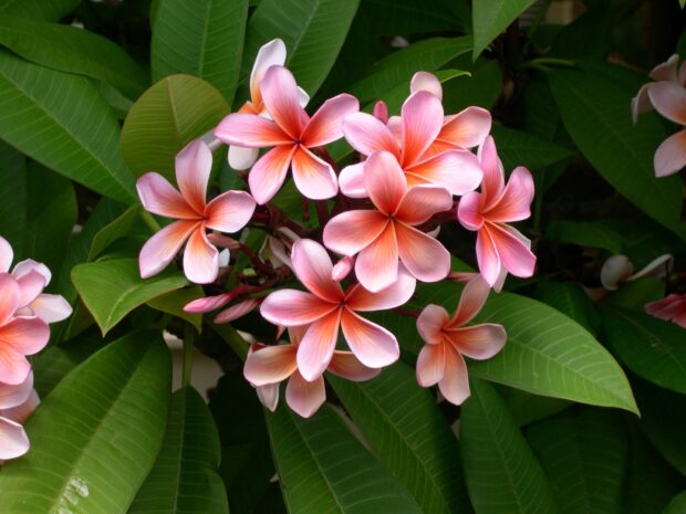 Pink and orange Hawaiian flower cluster surrounded by green leaves