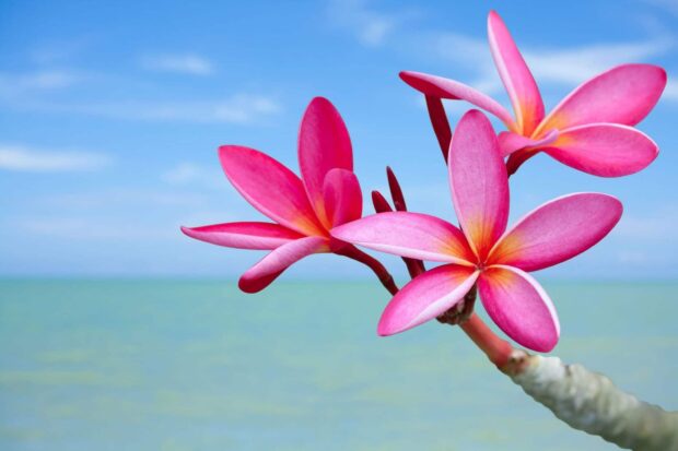 Pink Hawaiian flower blooming with ocean and sky in the background