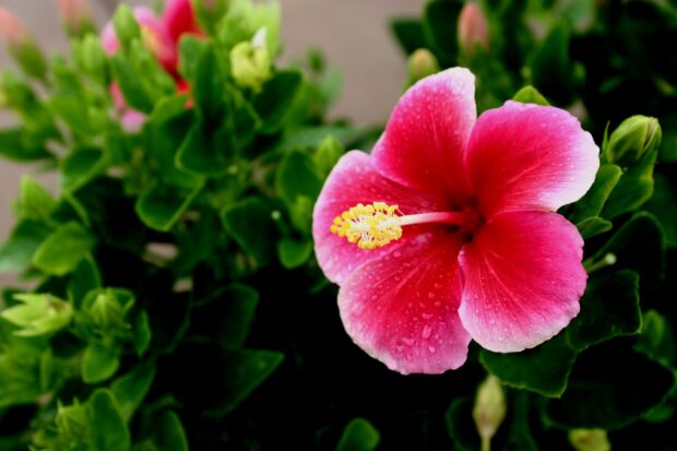Pink hibiscus flower with water drops in a lush green garden