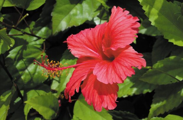 Red hibiscus flower surrounded by green leaves in a natural garden setting