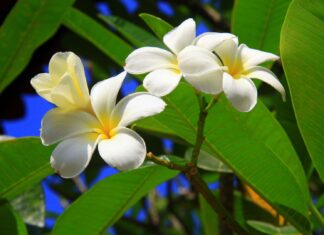 White plumeria flowers blooming with vibrant green leaves in bright sunlight