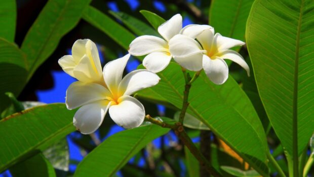 White plumeria flowers blooming with vibrant green leaves in bright sunlight