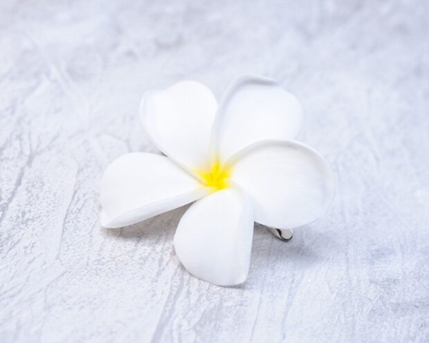 A single plumeria flower with white petals and a yellow center on a textured surface