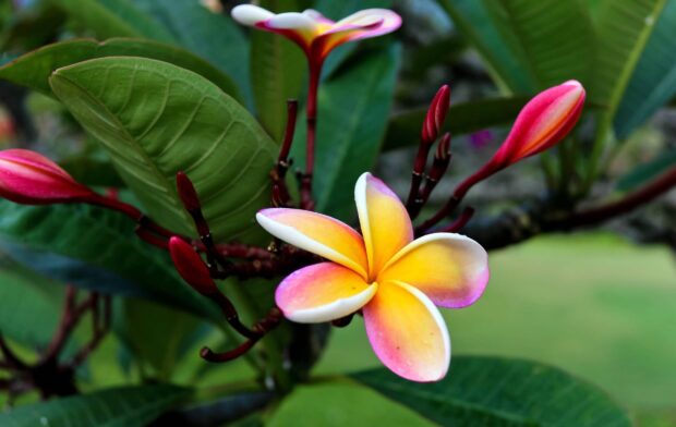 A vibrant Hawaiian flower surrounded by green leaves on a sunny day