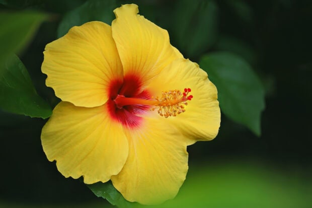 A vibrant yellow hibiscus flower with detailed petals and stamen in natural green surroundings