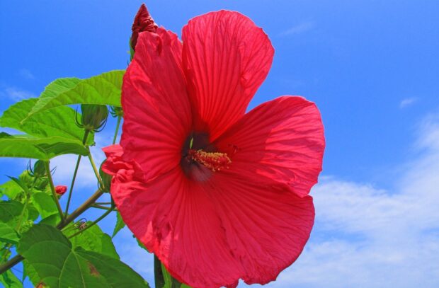Bright red hibiscus flower blooming against a clear blue sky with green leaves
