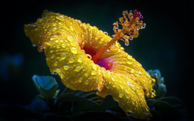 Close up of a yellow flower covered with water drops in a dark setting