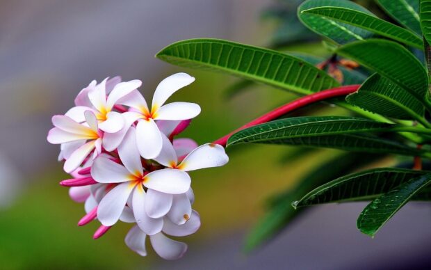 A cluster of Hawaiian flower blossoms with green leaves in a close up view
