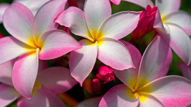 Close up of colorful Hawaiian flower petals showing details of color and texture