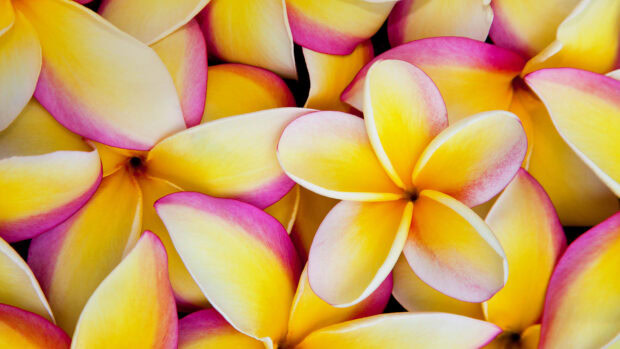 Close up of Hawaiian flower petals with yellow and pink colors forming a vibrant pattern