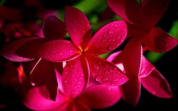 Close up of Hawaiian flower with water droplets on vibrant pink petals