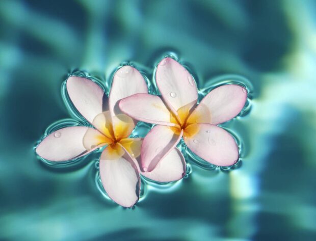 Close up of Hawaiian flower floating on water surface with water drops