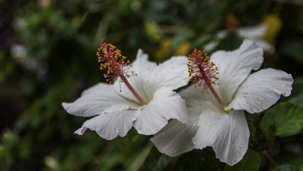 Two white hibiscus flowers with vibrant red stamens on green leaves