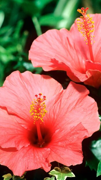 Close up of hibiscus flower showcasing tropical beauty and vibrant colors