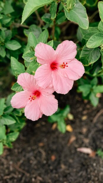 Pink hibiscus flower in vibrant green foliage