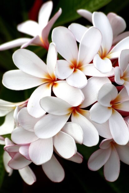 Close up of Hawaiian flower petals in vibrant natural colors