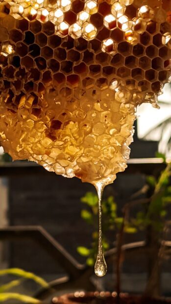 Close up of honeycomb with dripping honey in natural light