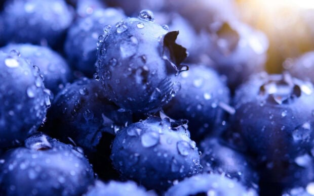 Fresh huckleberry covered with dew drops in close up view