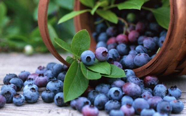 Fresh huckleberry fruits spilled from a wooden basket with green leaves on a wooden surface