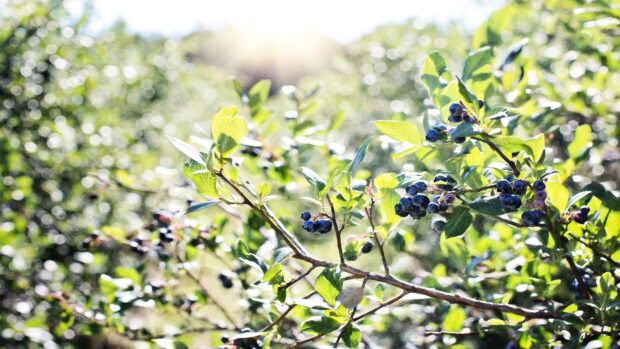 A close up of huckleberry fruits growing on green leafy branches in bright sunlight