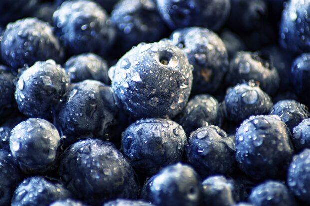 Close up of fresh huckleberry covered with water droplets in high definition