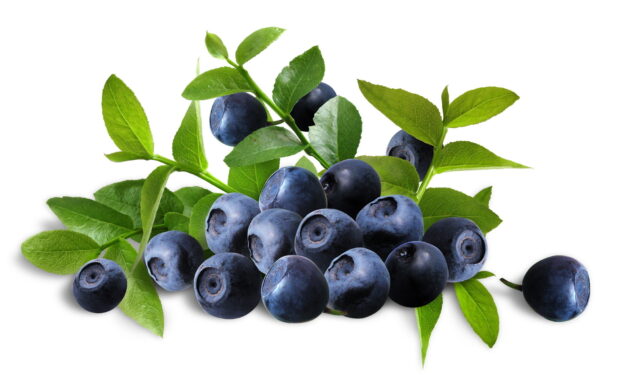 Fresh huckleberry fruits with green leaves on a white background