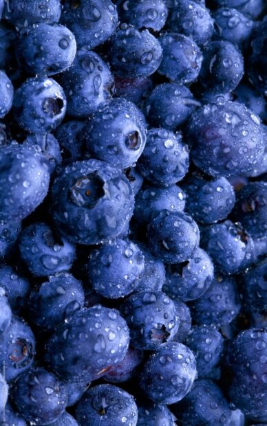 Close up of fresh wet huckleberry fruits covered in water droplets