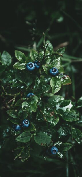 Fresh huckleberry fruit on green leaves in natural environment