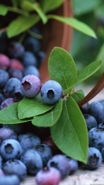 Fresh huckleberry with green leaves close up in high definition