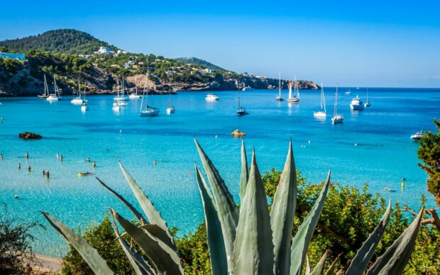 Large agave plant overlooking a clear blue bay with boats and swimmers in Ibiza bay