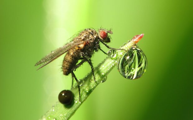 A close up of insect covered with water droplets on a green plant stem