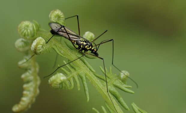 A close up of insect with long legs resting on green plant leaves with natural background
